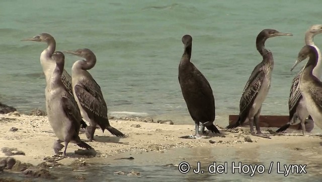 ペルシャウ - ML201189261