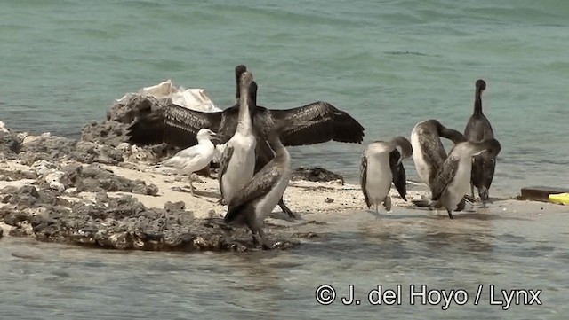 ペルシャウ - ML201189271