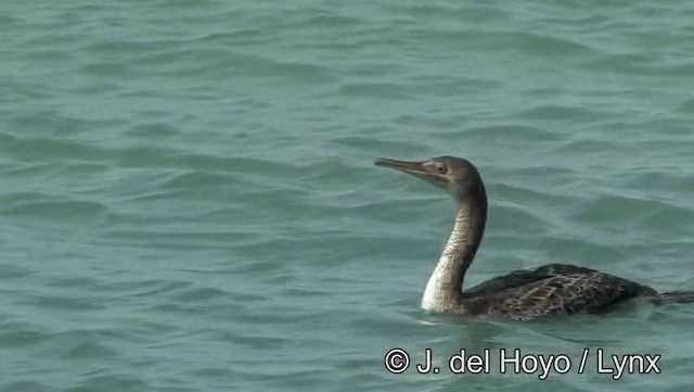 ペルシャウ - ML201189281