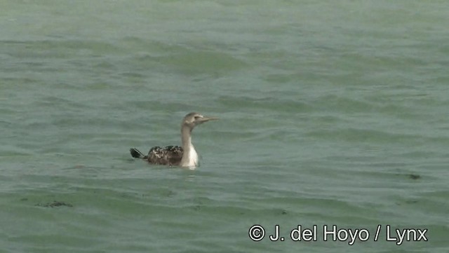 ペルシャウ - ML201189291