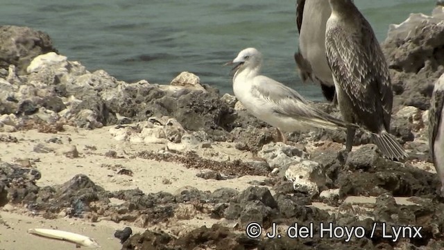 Slender-billed Gull - ML201189301