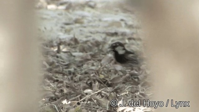 Spanish Sparrow - ML201189331