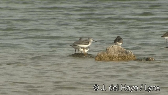 Terek Sandpiper - ML201189391