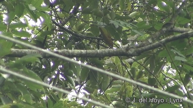 Bay Woodpecker - ML201189421