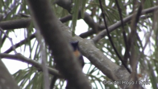 Gobemouche de Hainan - ML201189461