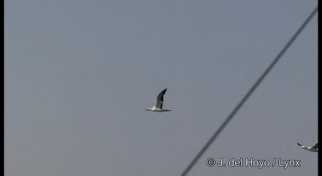 Nazca Booby - ML201189501