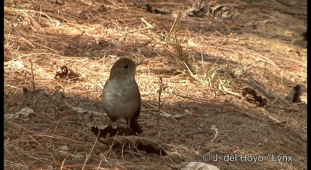 Russet Nightingale-Thrush - ML201189551