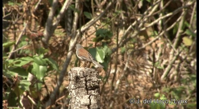 guløyejunko (phaeonotus/palliatus) - ML201189581