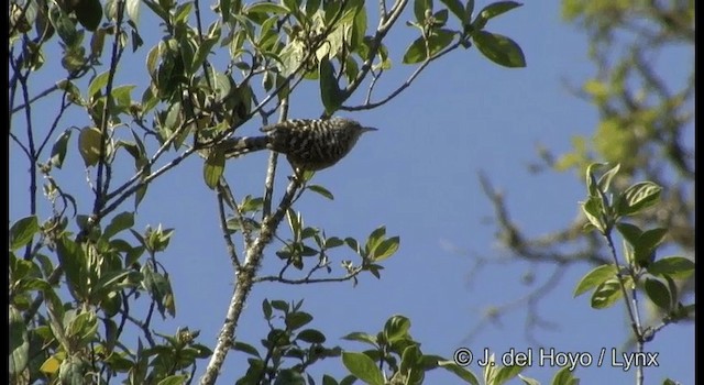 Gray-barred Wren - ML201189601