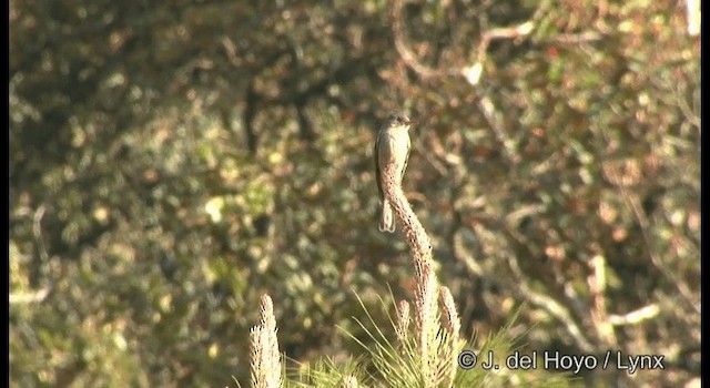 Greater Pewee (Mexican) - ML201189611