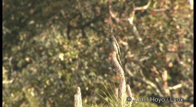 Greater Pewee (Mexican) - ML201189621