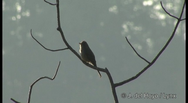 Greater Pewee (Mexican) - ML201189631