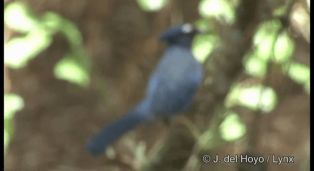 Steller's Jay (Middle American) - ML201189641