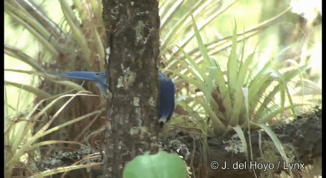 Steller's Jay (Middle American) - ML201189651