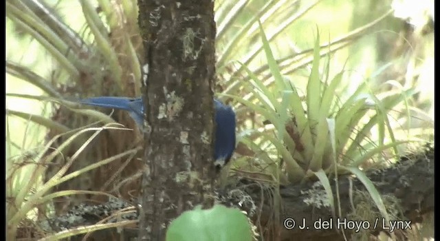 Geai de Steller (groupe coronata) - ML201189651