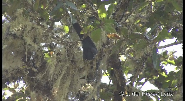 Dwarf Jay - ML201189661