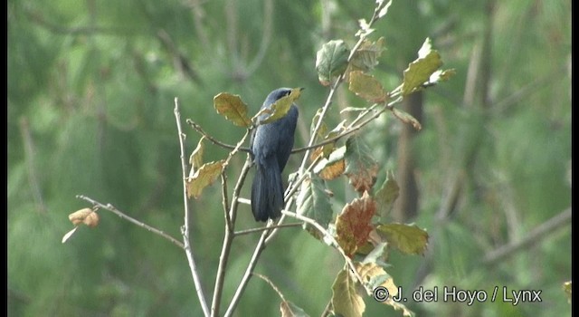 Mulato Azul - ML201189691