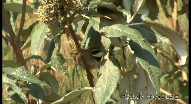 Collared Towhee - ML201189701