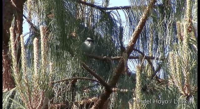 Mexican Chickadee - ML201189711