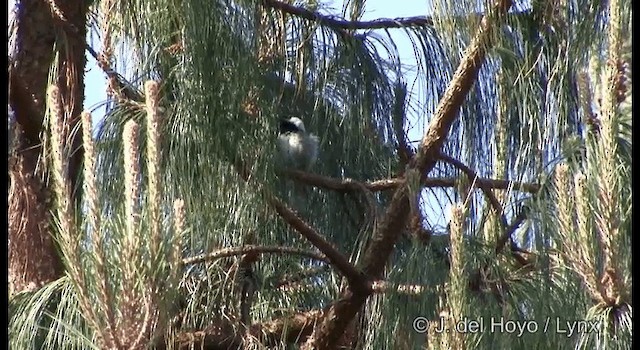 Mexican Chickadee - ML201189721