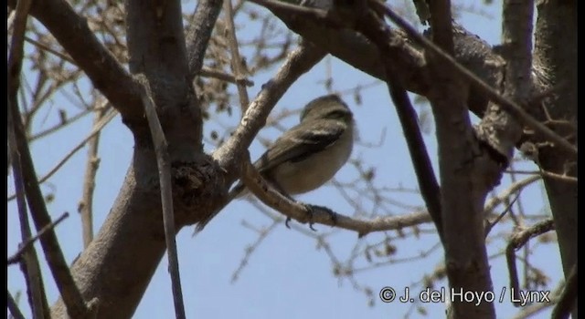 Dwarf Vireo - ML201189791