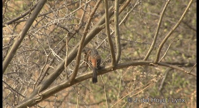 Bridled Sparrow - ML201189811