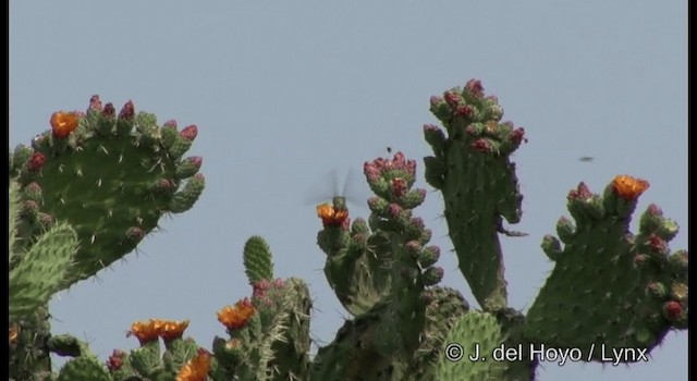 Beautiful Hummingbird - ML201189821