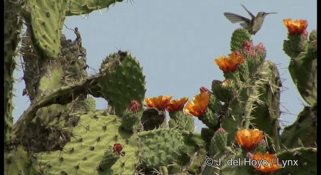 Dusky Hummingbird - ML201189851