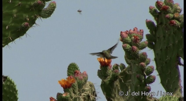 Dusky Hummingbird - ML201189861