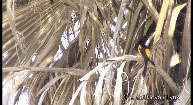 Black-vented Oriole - ML201189871