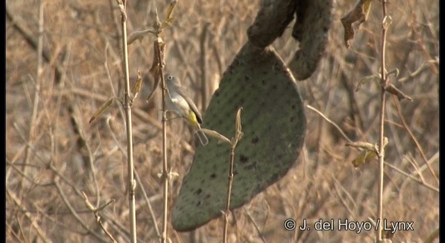 Gelbsteiß-Waldsänger - ML201189891