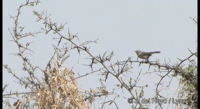 Bewick's Wren (mexicanus Group) - ML201189901