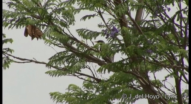 Rufous-backed Robin (Rufous-backed) - ML201189911