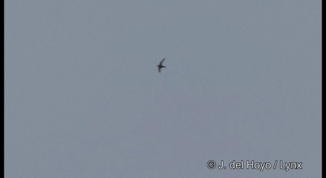 Chestnut-collared Swift - ML201189931