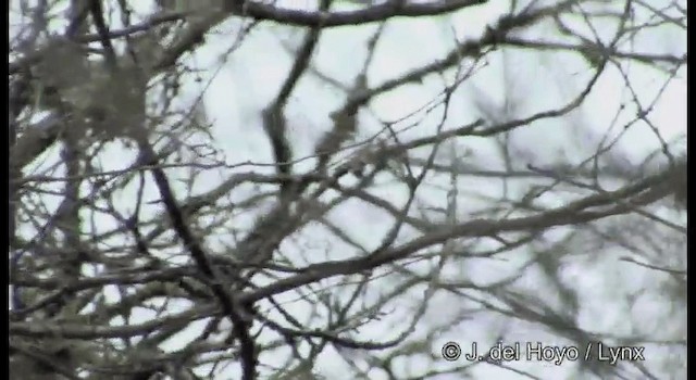 Woodhouse's Scrub-Jay (Sumichrast's) - ML201189941