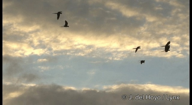 Indigo Macaw - ML201190011