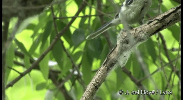 Azure Tit (Azure) - ML201190031