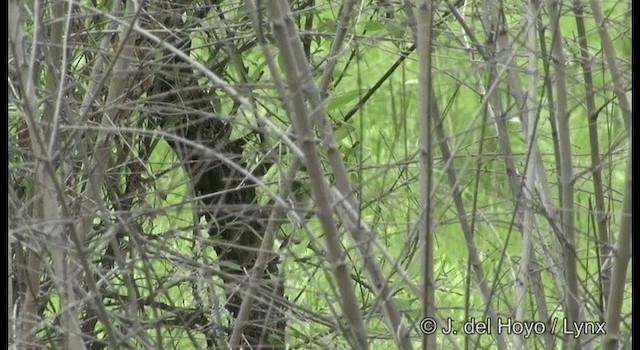 Thick-billed Warbler - ML201190071