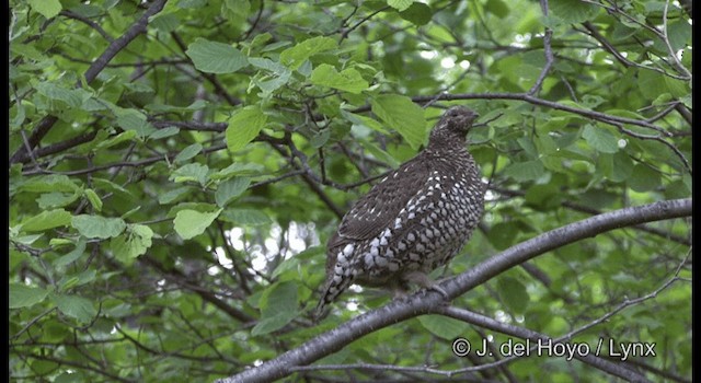 Siberian Grouse - ML201190081