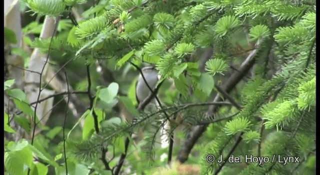 Pale-legged Leaf Warbler - ML201190091