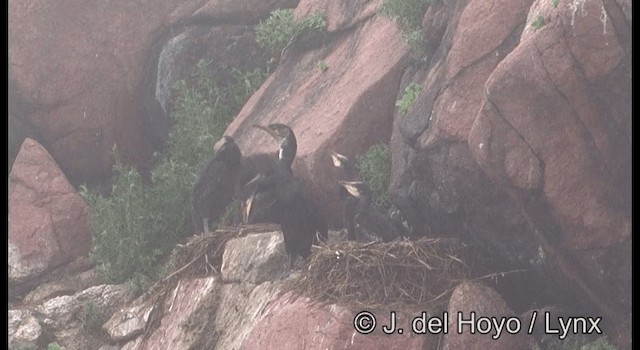 Cormoran de Temminck - ML201190121