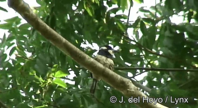 Black-breasted Puffbird - ML201190151