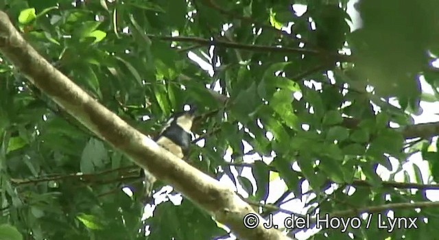 Black-breasted Puffbird - ML201190161