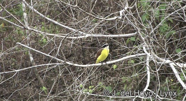 Lesser Kiskadee - ML201190181