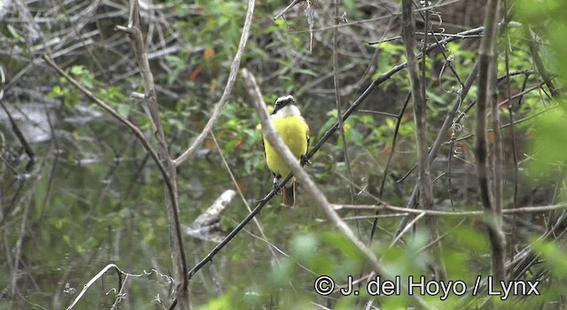 Lesser Kiskadee - ML201190191