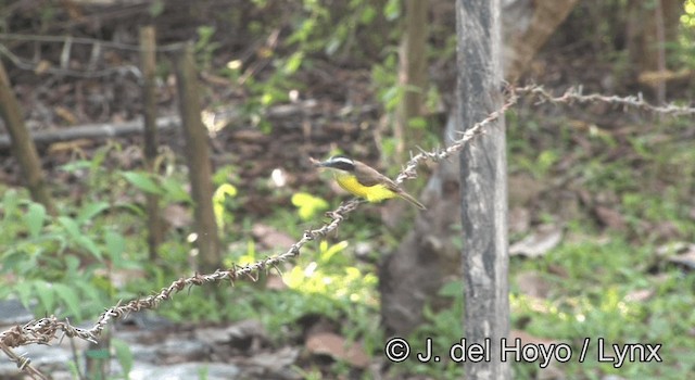 Lesser Kiskadee - ML201190201