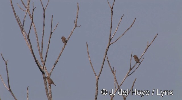 Semillero Pechirrufo - ML201190211