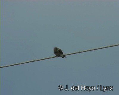 Golondrina Cabecicastaña - ML201190271