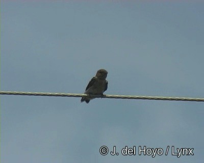 Golondrina Cabecicastaña - ML201190281