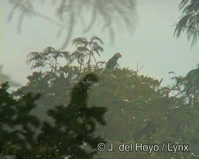 Amazone à face jaune - ML201190291